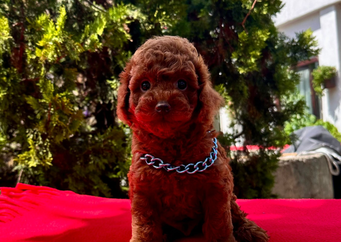 Red Brown Toy Poodle Yavrular